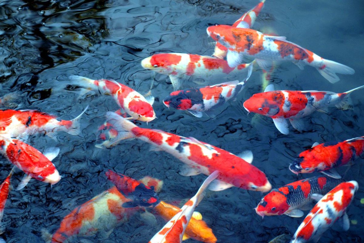 Ядовитая рыба крылатка