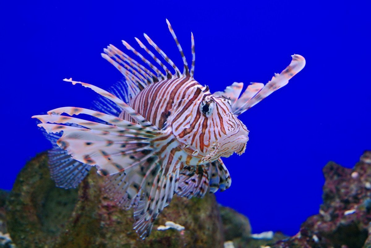 Рыба мурена крылатка