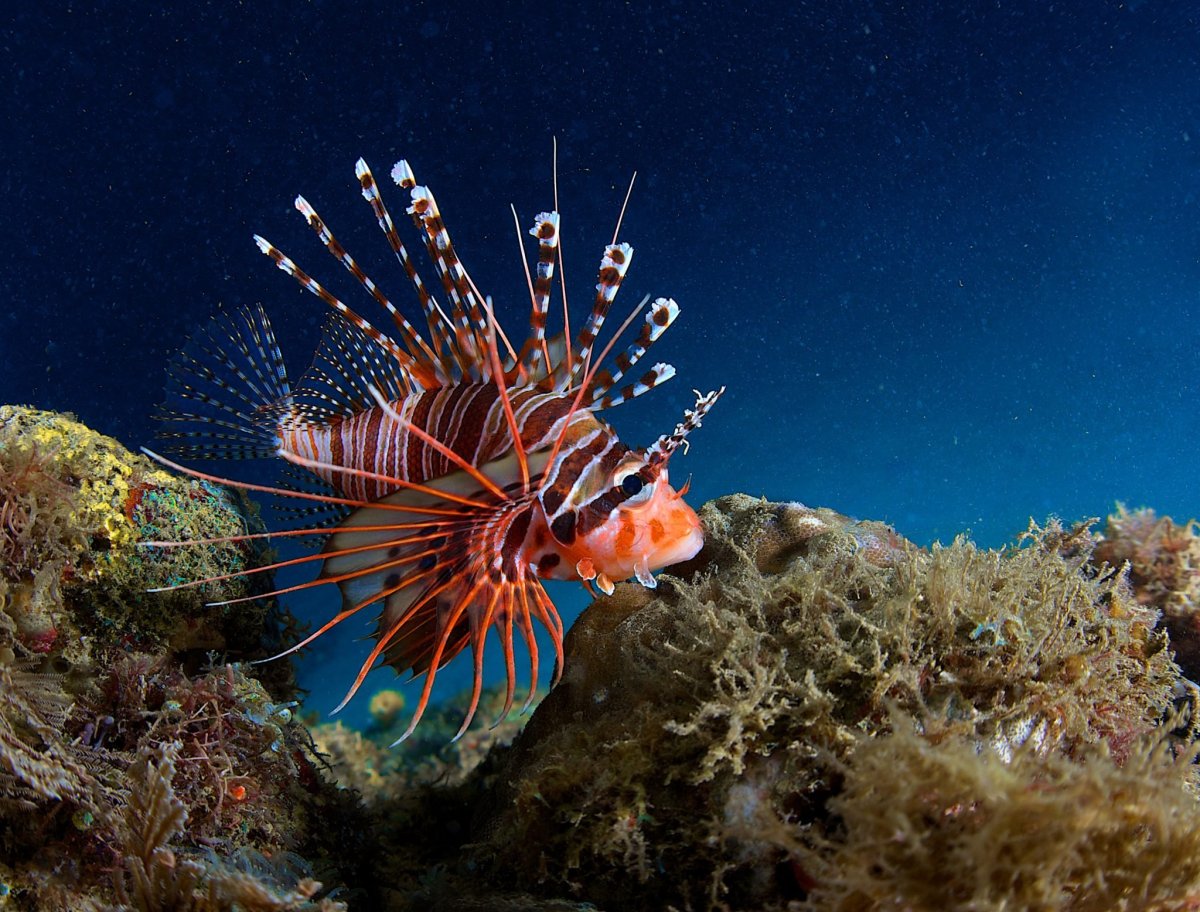 Большой Барьерный риф рыбы