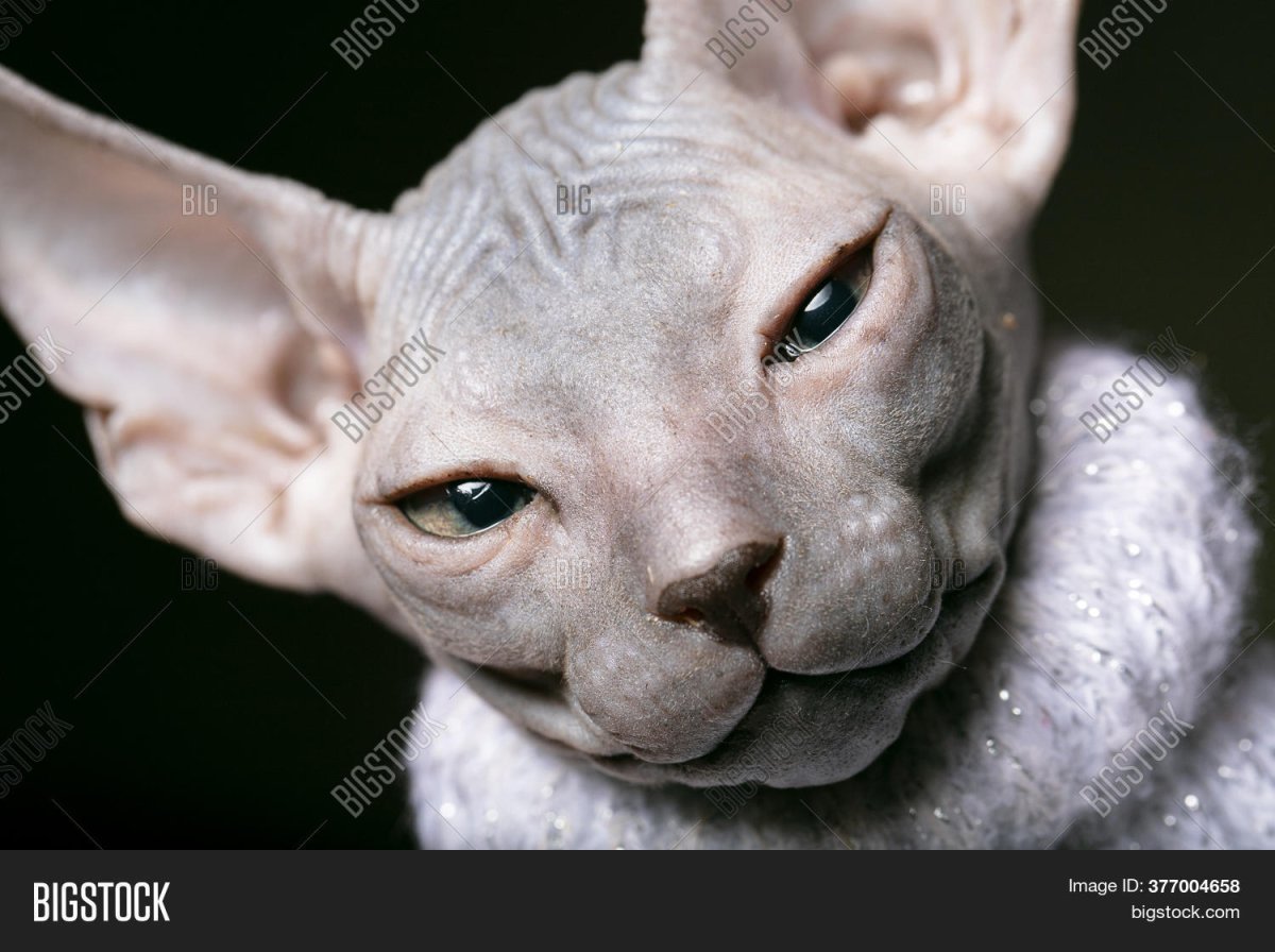 Хмурый кот Джуно порода