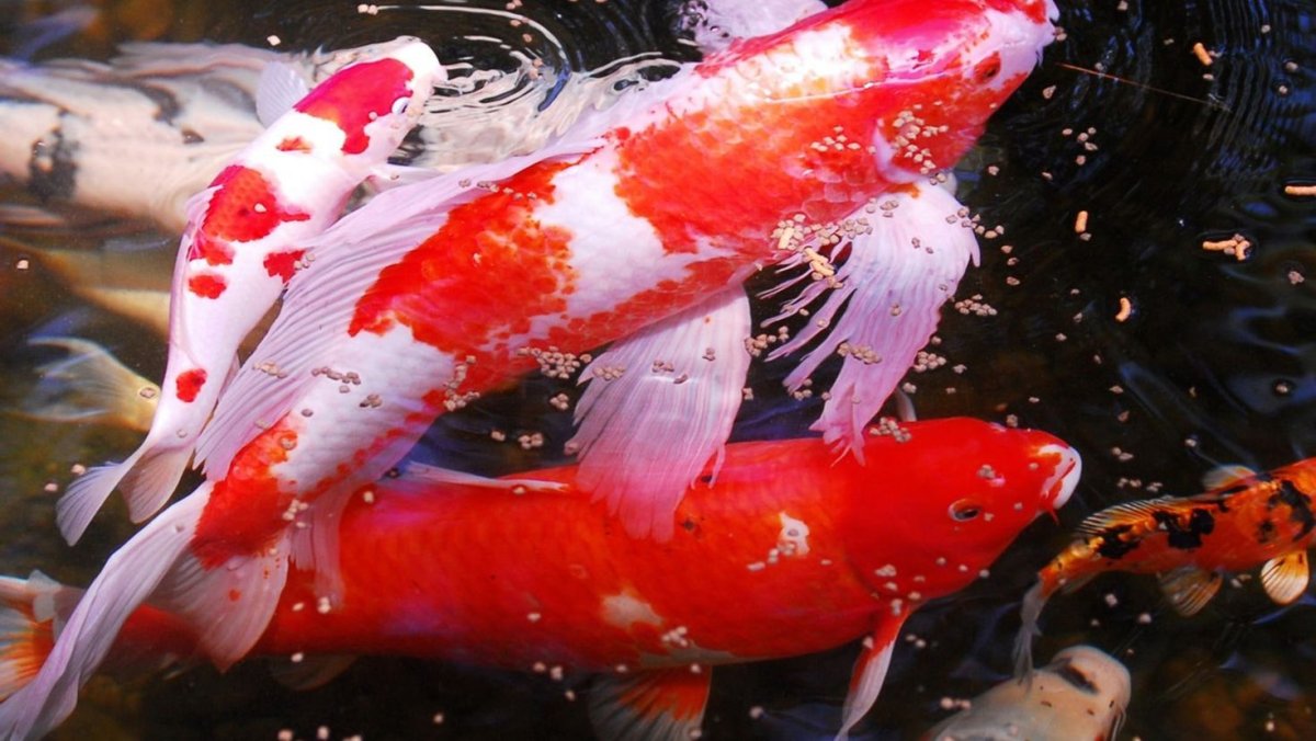 Южно китайское море Флора