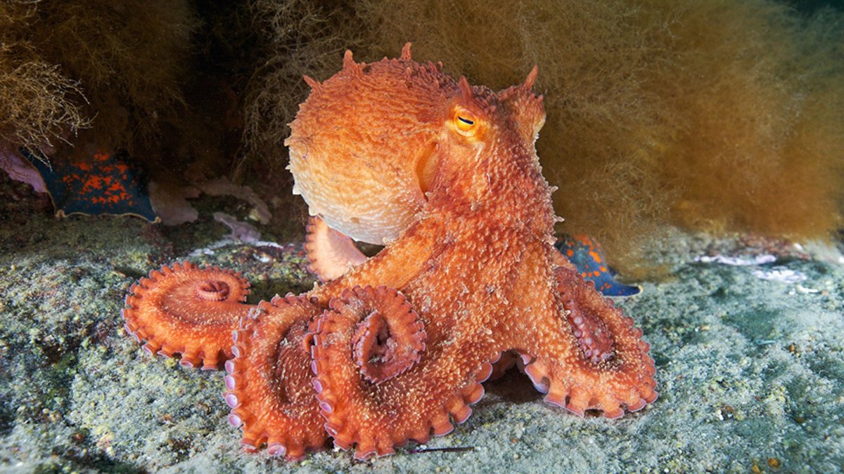 Крылатка-Зебра чернополосая