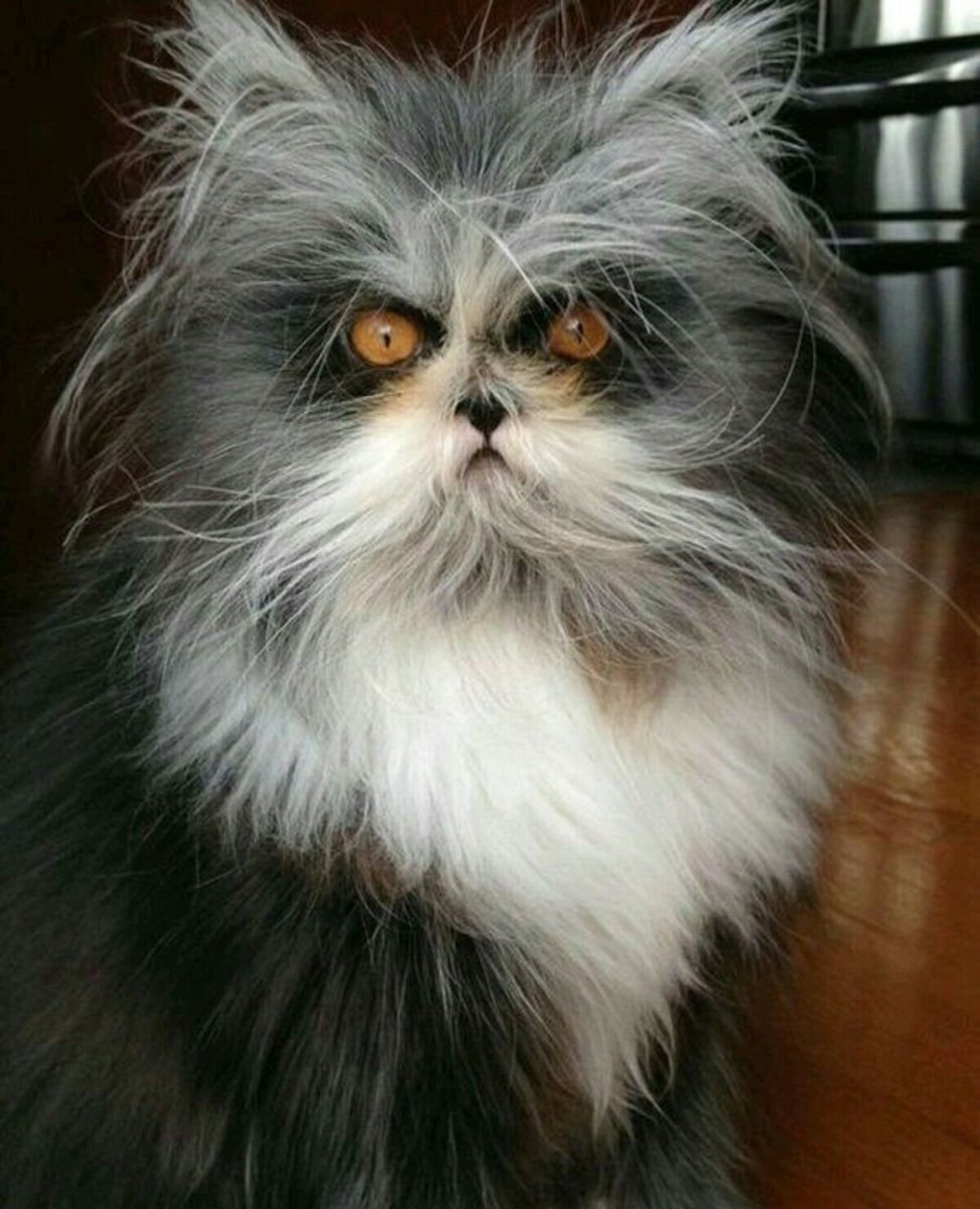 Страшные породы котов