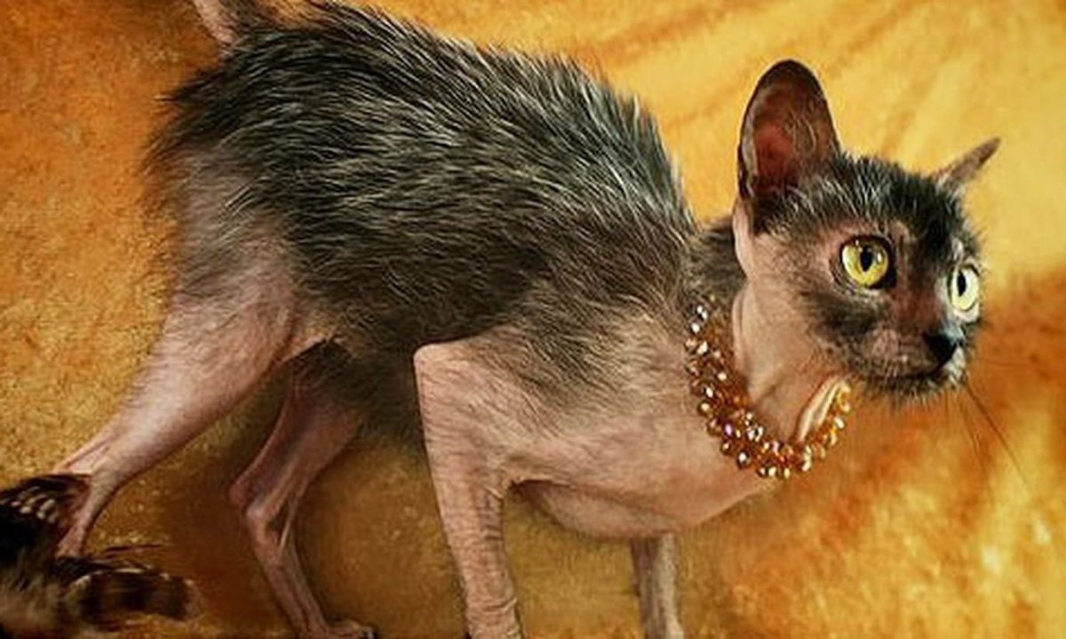 Ликой (Lykoi) кошка оборотень