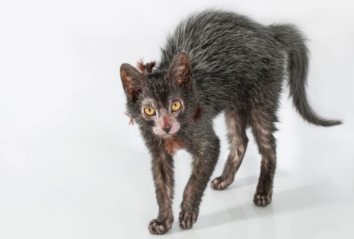 Кот породы Ликои