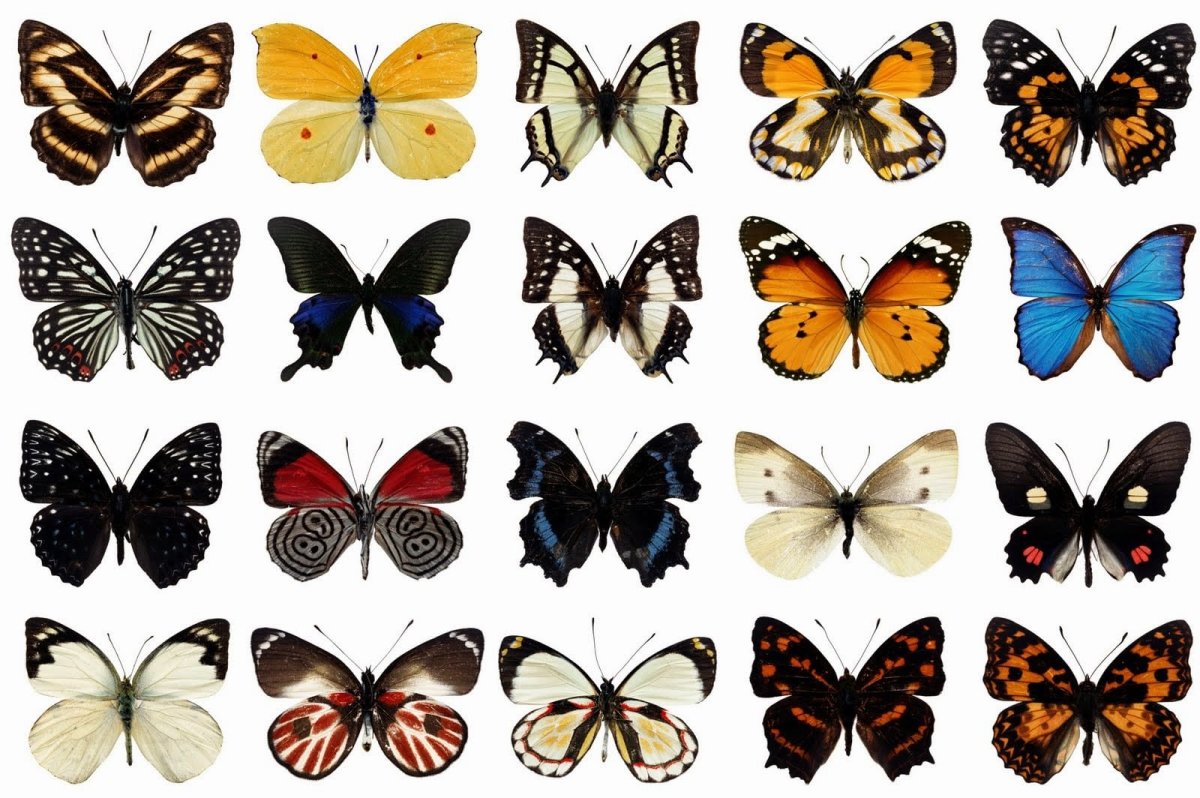 Название рисунков бабочки. Бабочки цветные. Бабочки для вырезания цветные. Бабочки фотопечать. Бабочки для распечатки цветные.