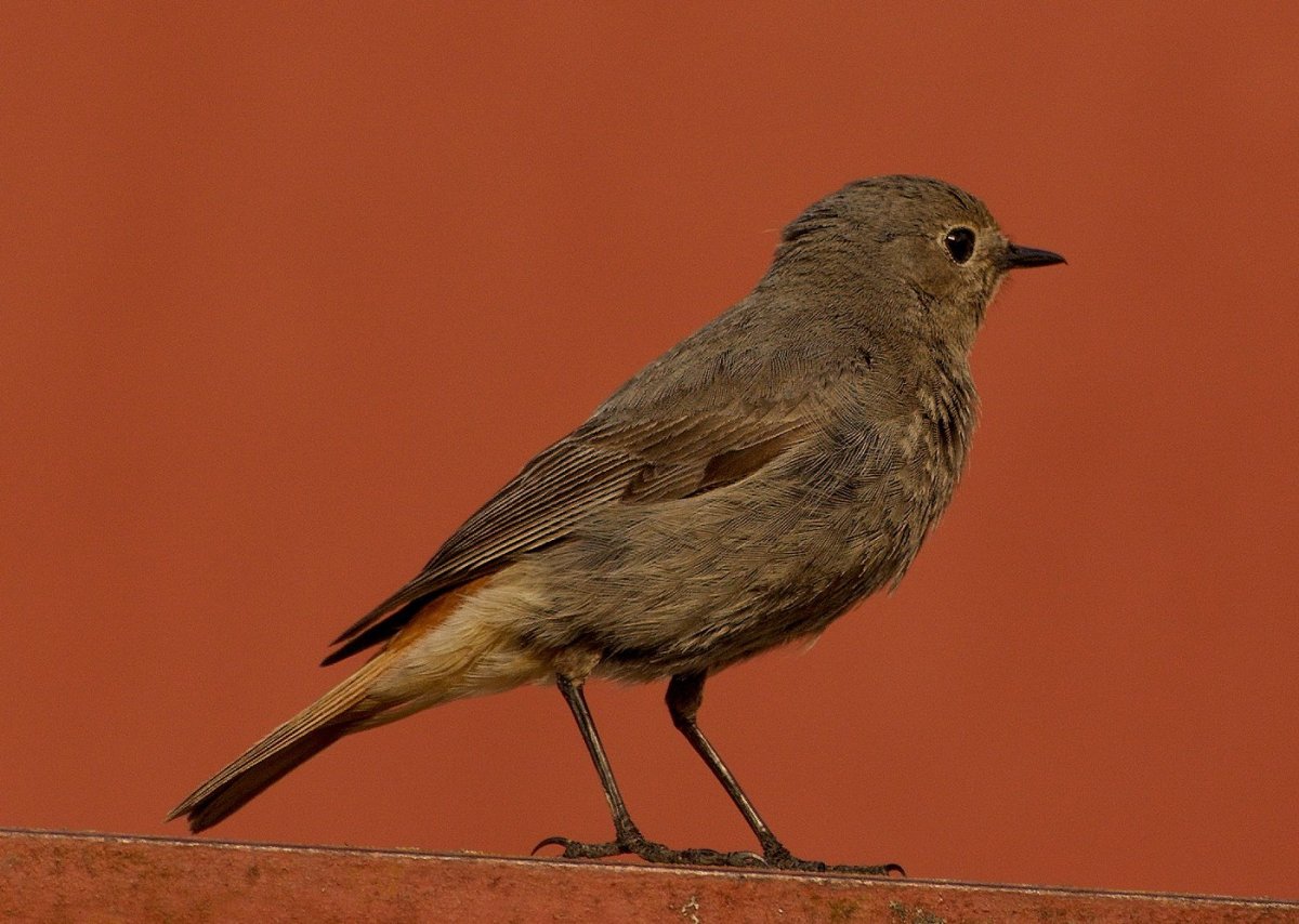 Краснокрылый Дрозд