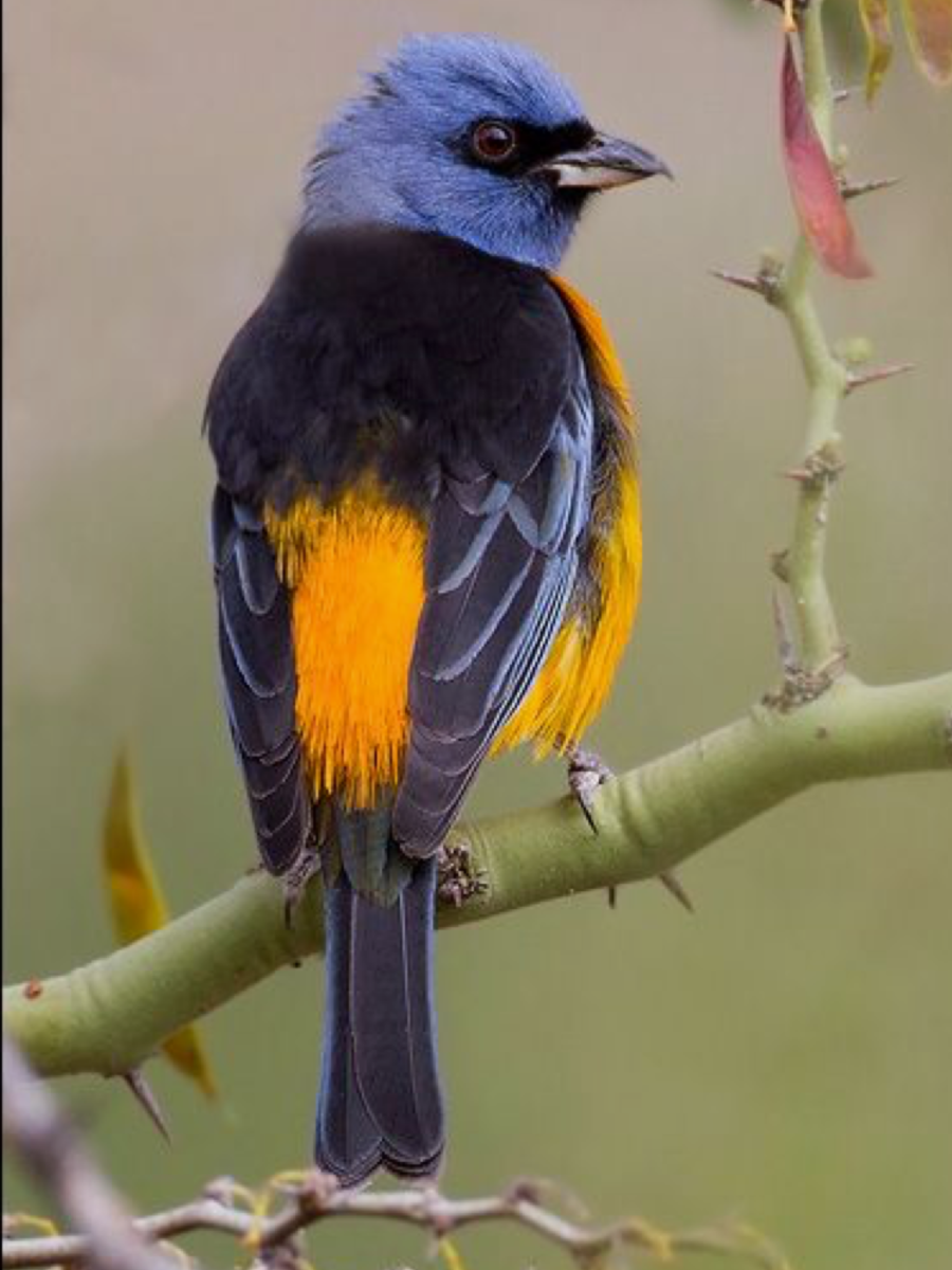 Маленькая черно оранжевая птичка. Желтая танагра. Танагра птица оранжевая. Желтая танагра птица. Желтобрюхий танагр.