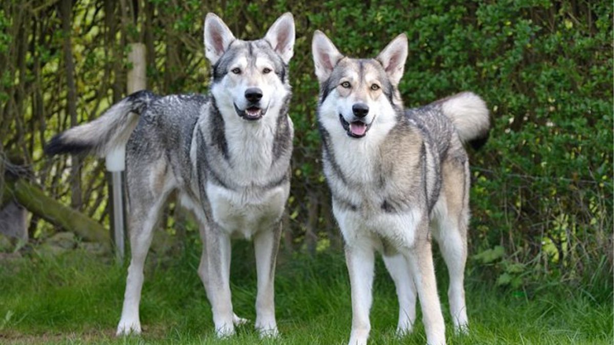 Волчья собака Сарлоса Чехословацкая