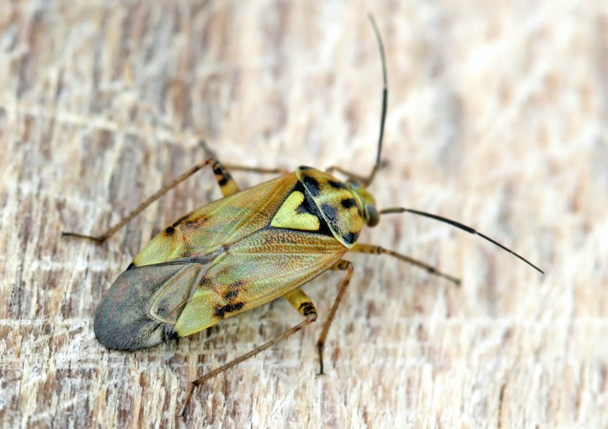 Луговой клоп (lygus pratensis)