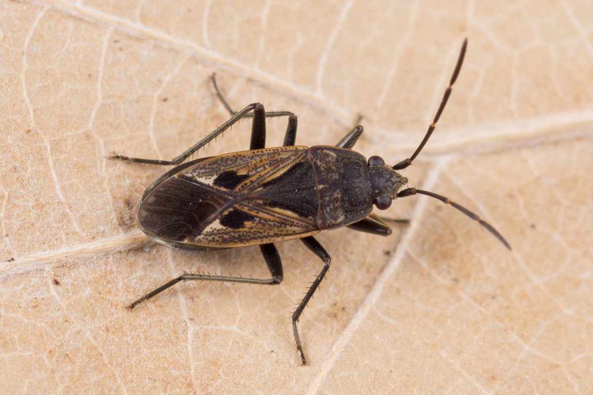 Виды домашних насекомых