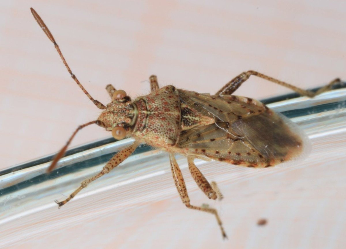 Земляничный клоп слепняк