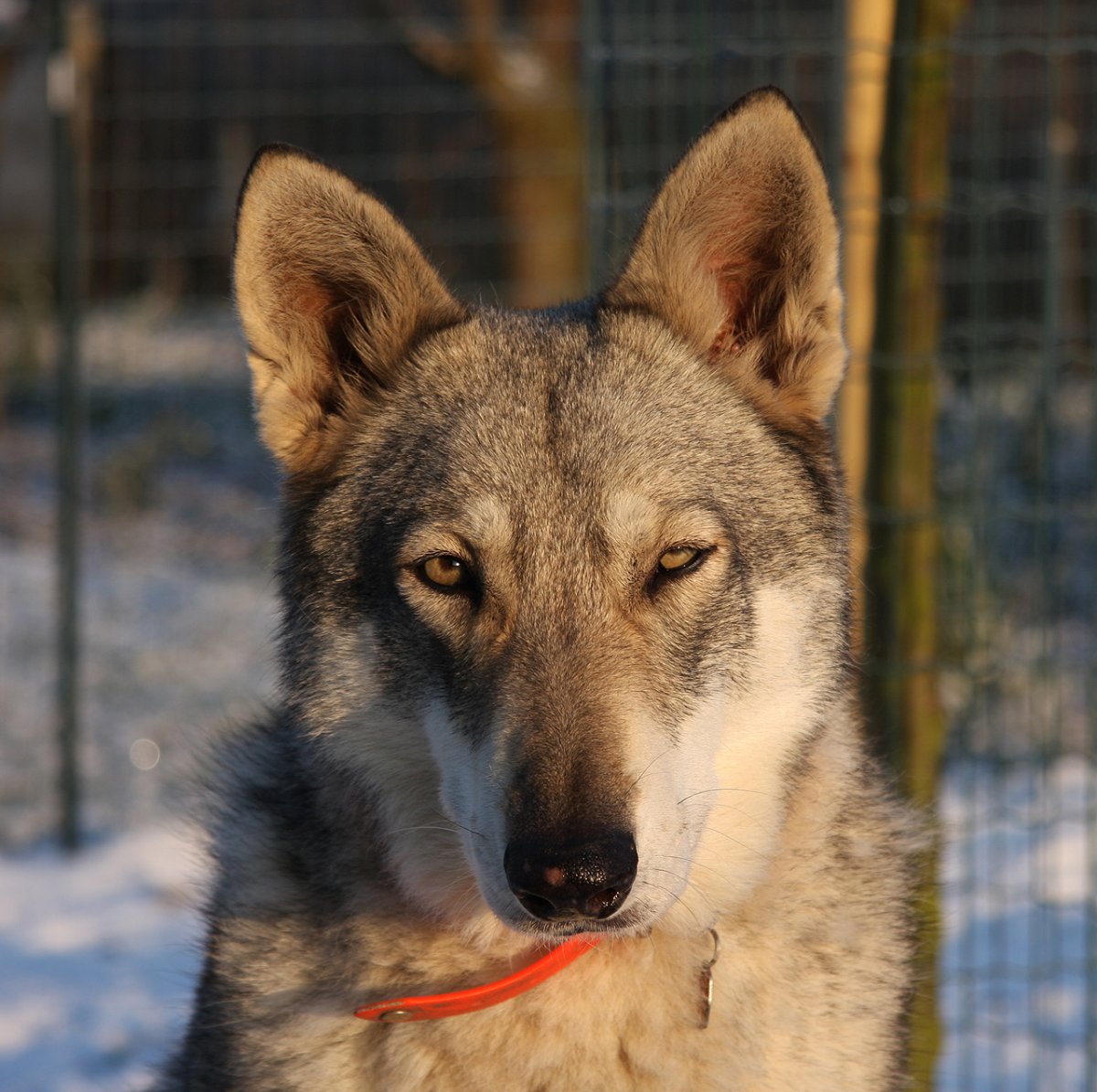Волкособ Локи