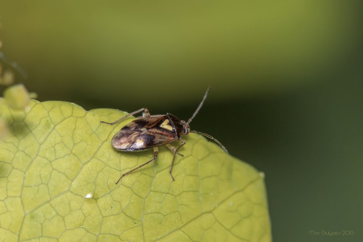 Жук щитовик