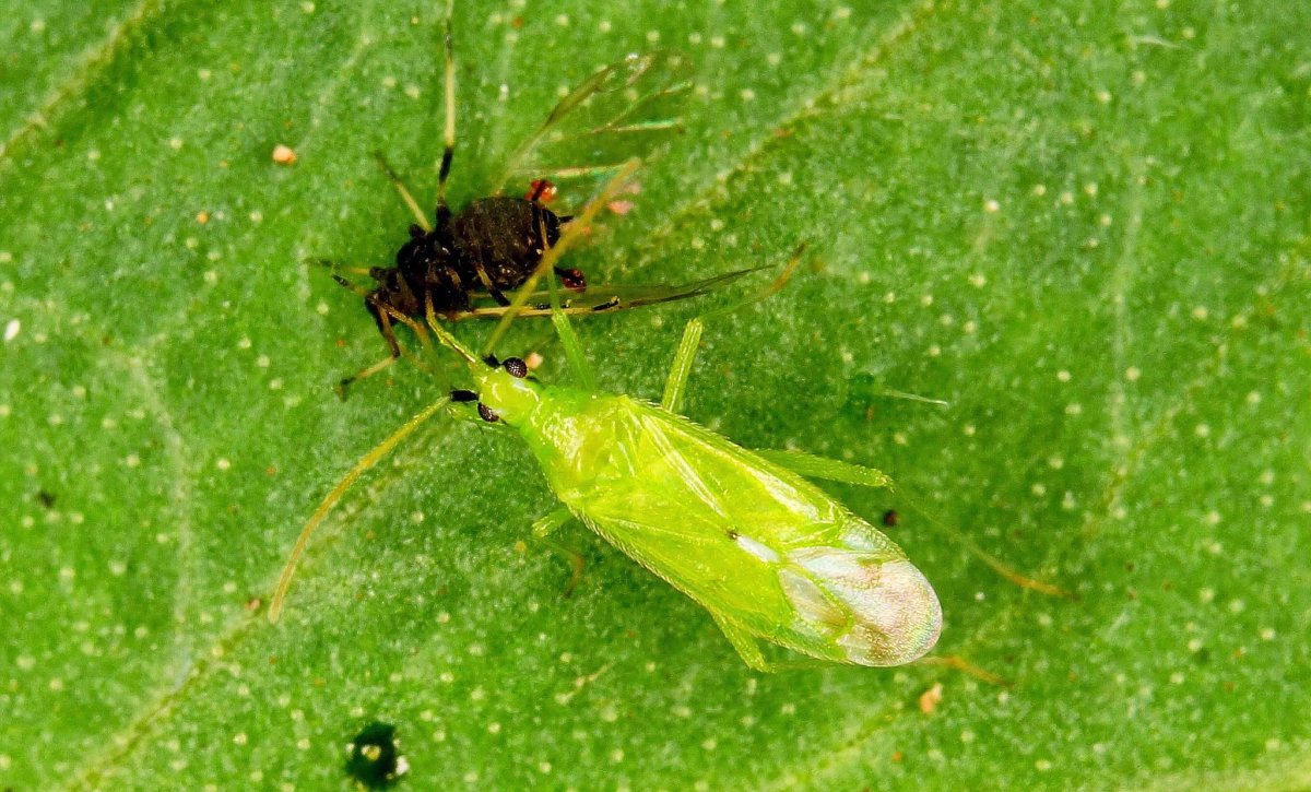 Клоп Miridae
