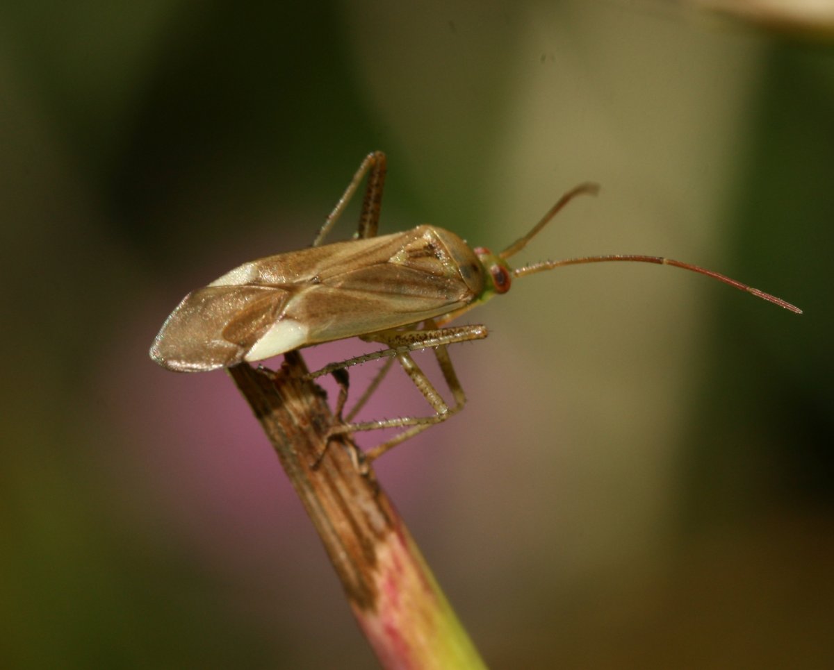 Lygocoris pabulinus