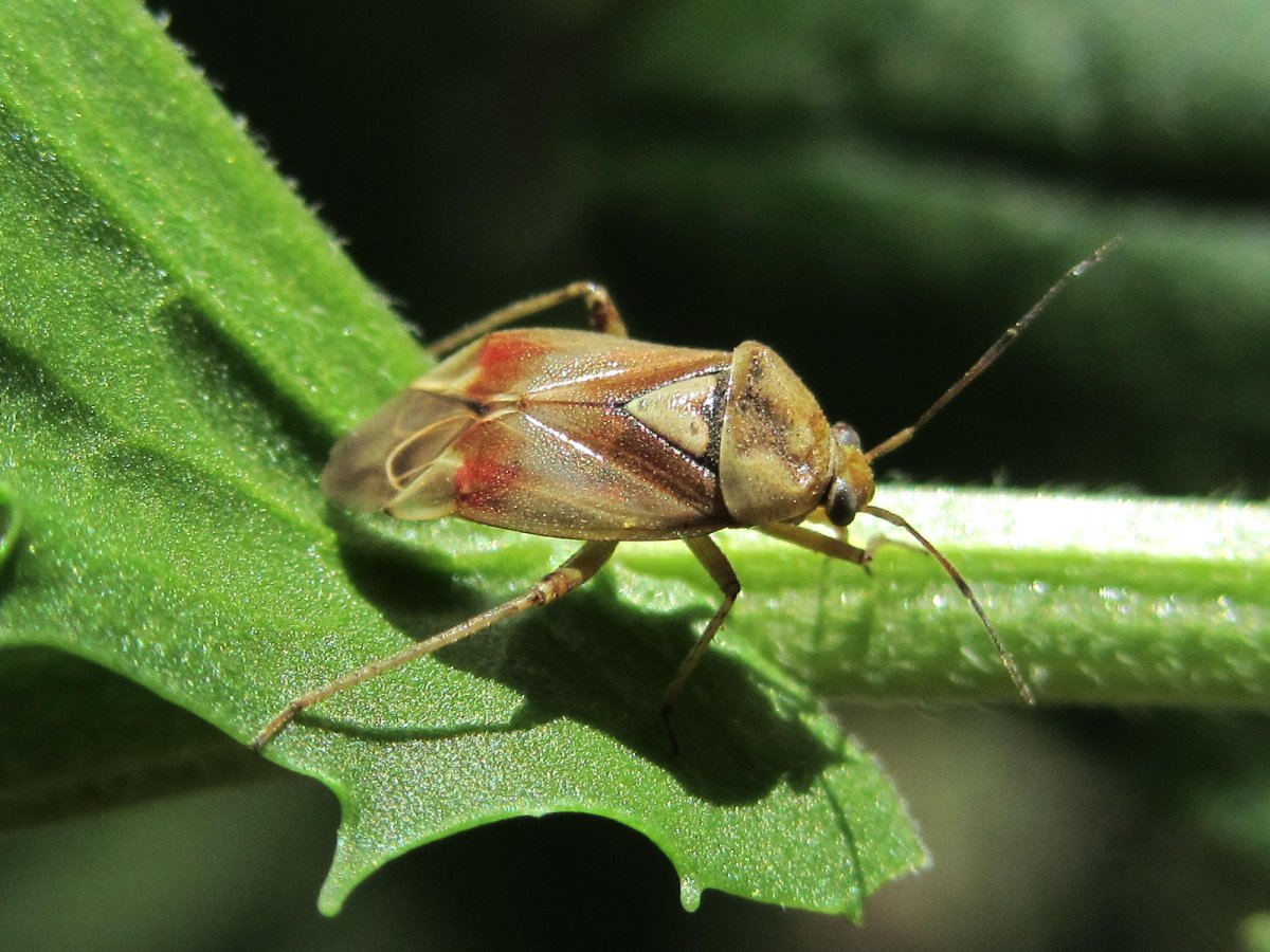 Люцерновый клоп Adelphocoris lineolatus