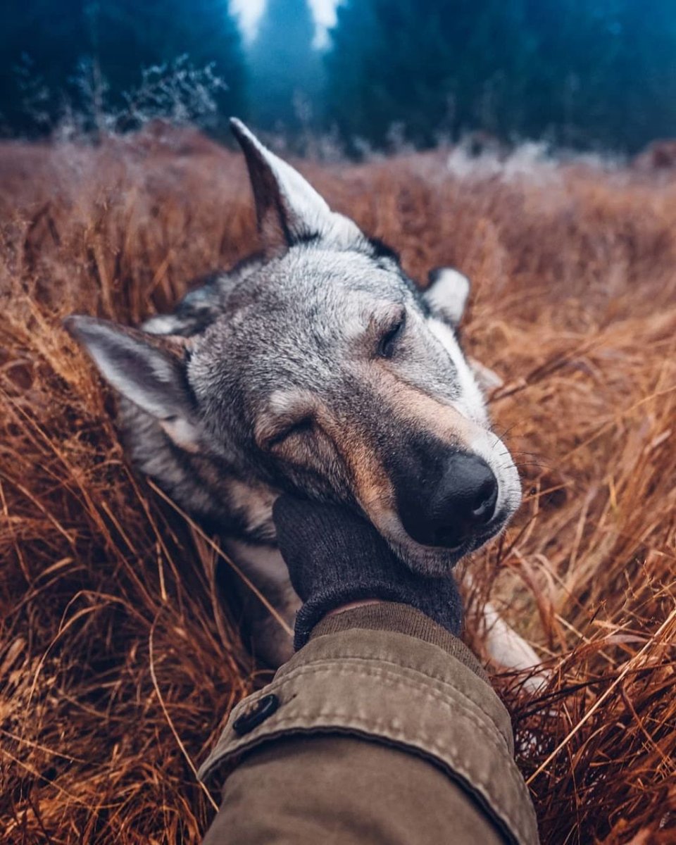 Волкособ вольфхунд