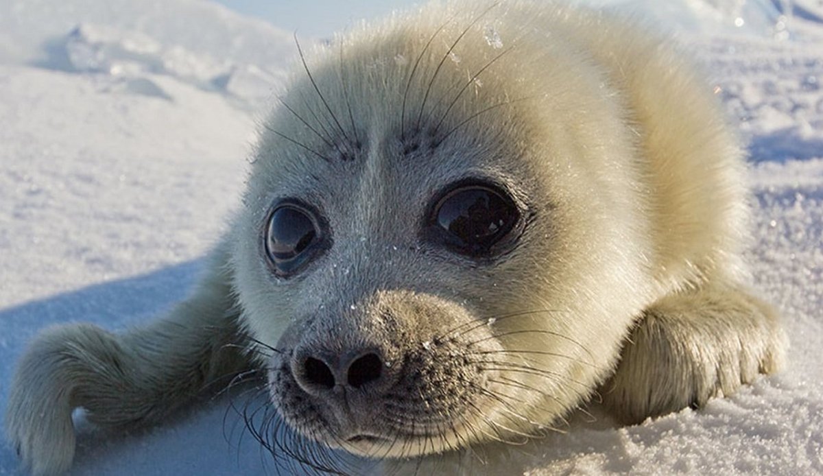 Нерпа Байкальская маленькая