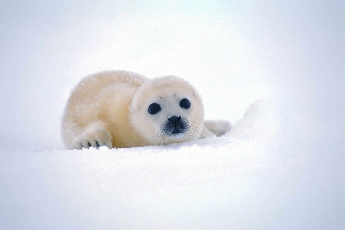Белёк детеныш тюленя