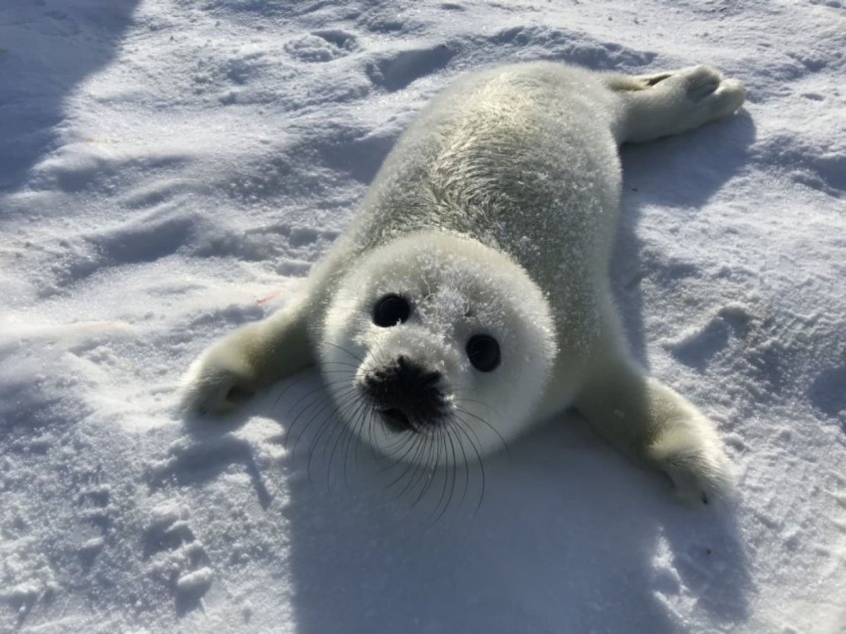 Байкальская Нерпа Белек