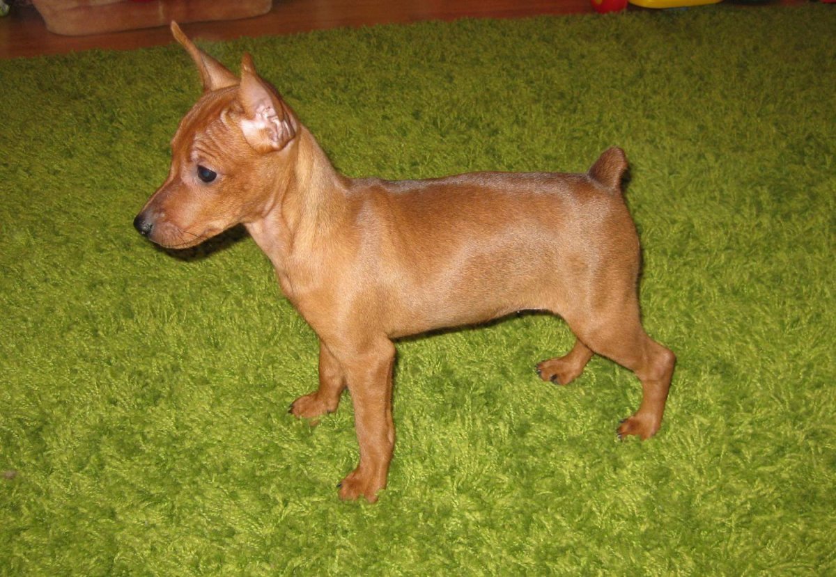 Вест-хайленд-Уайт-терьер стойка