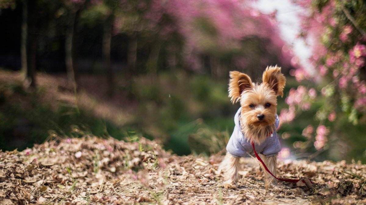 Гипоаллергенная длинношерстная собака