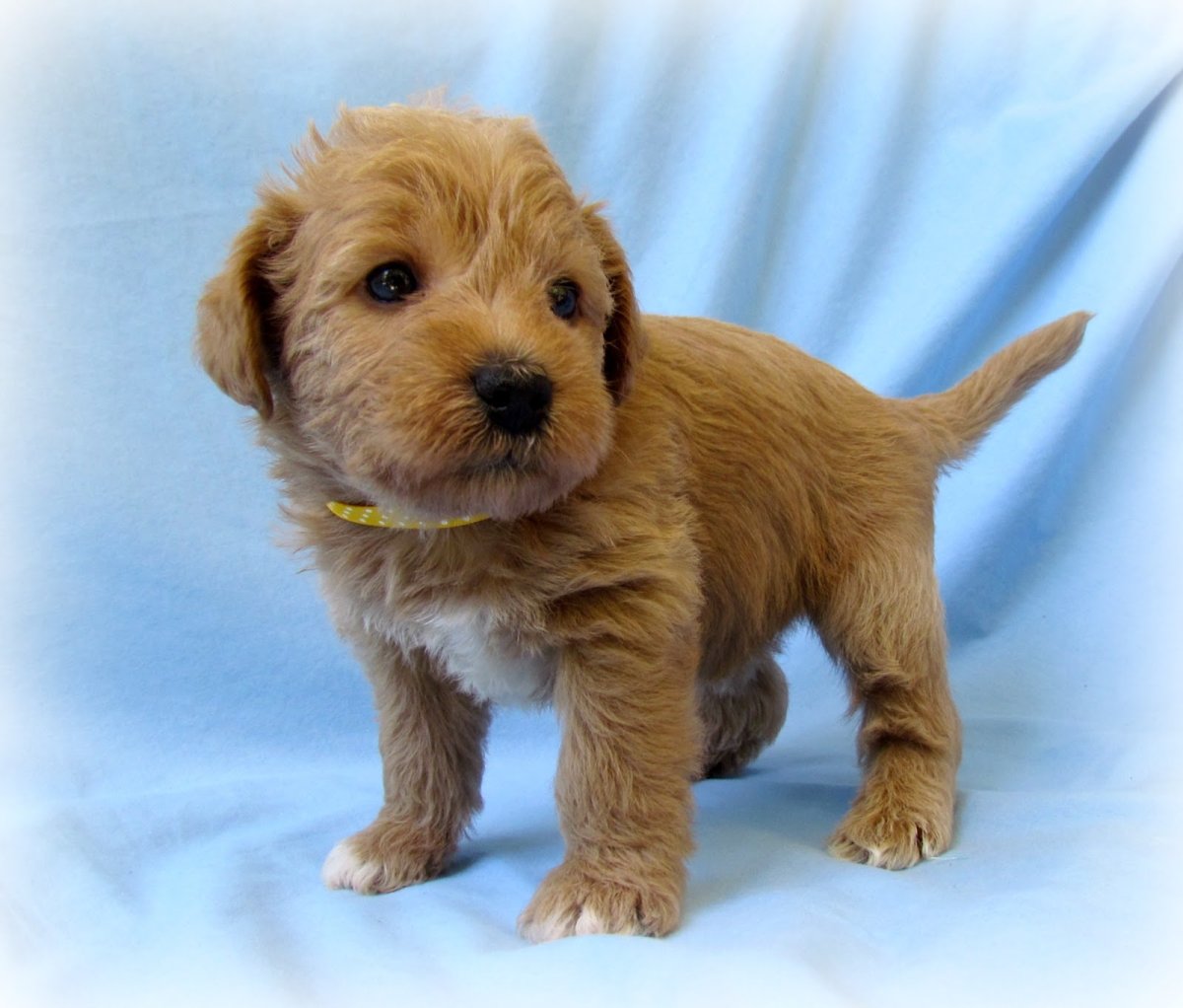 Сицилийская борзая Чирнеко дель Этна