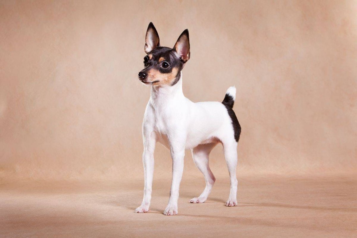 Рэт терьер вислоухий