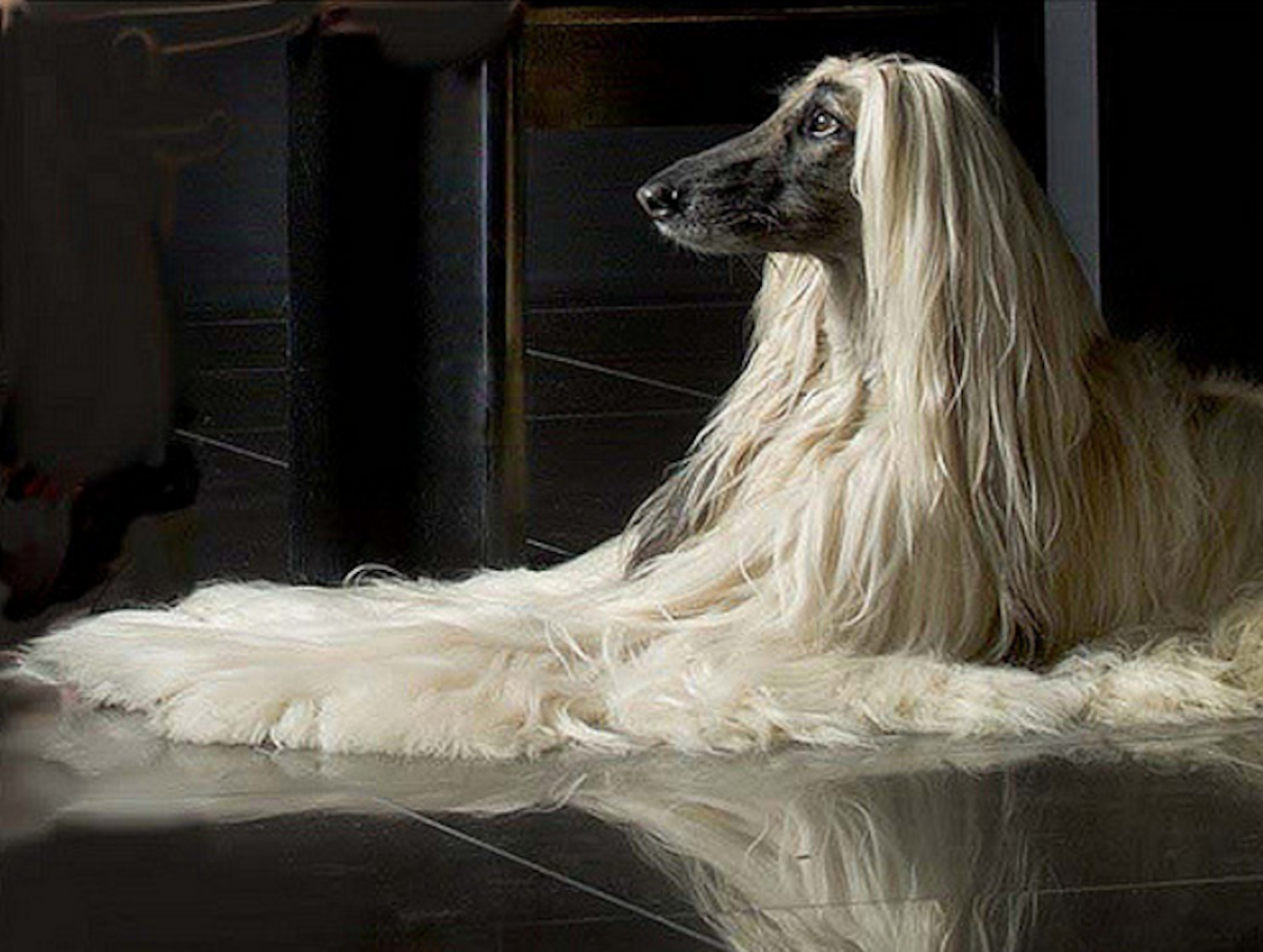 Бельгийская овчарка малинуа черная