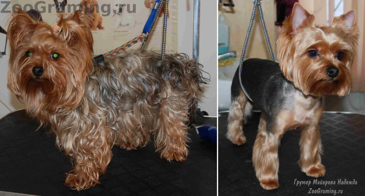 Той терьер с хвостом