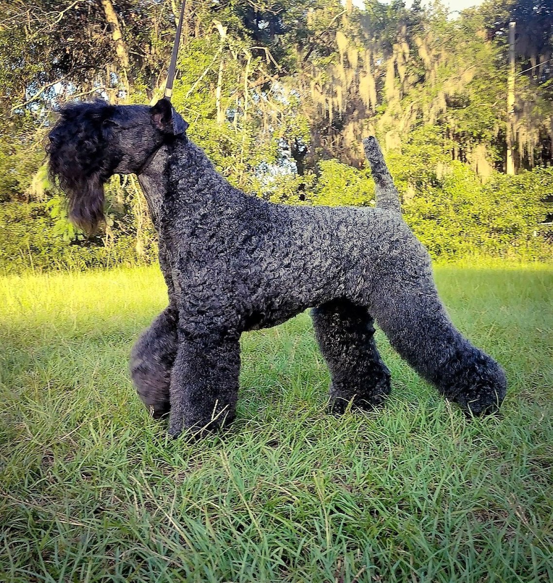 Гипоаллергенные собаки