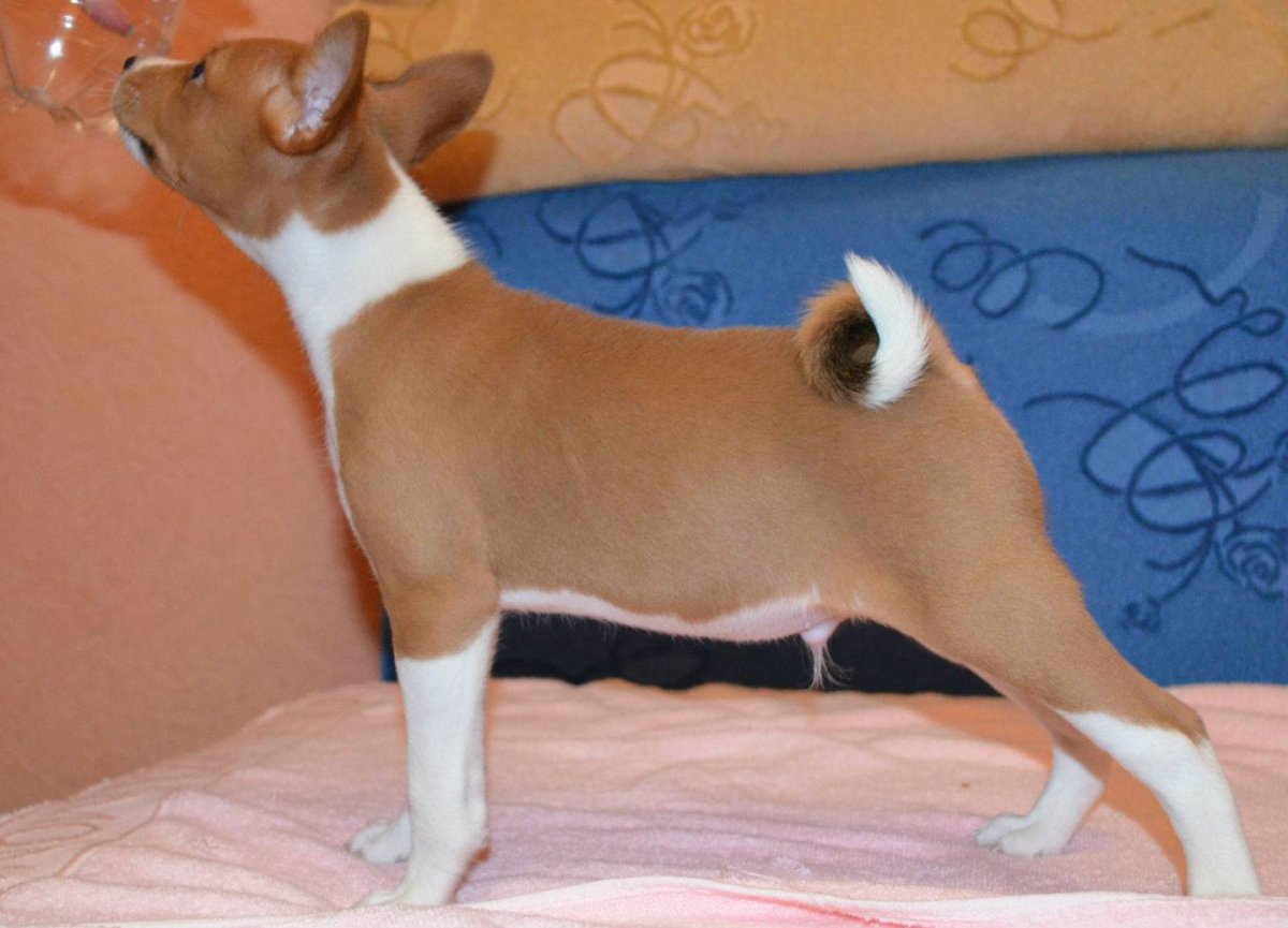 Чихуахуа гипоаллергенная