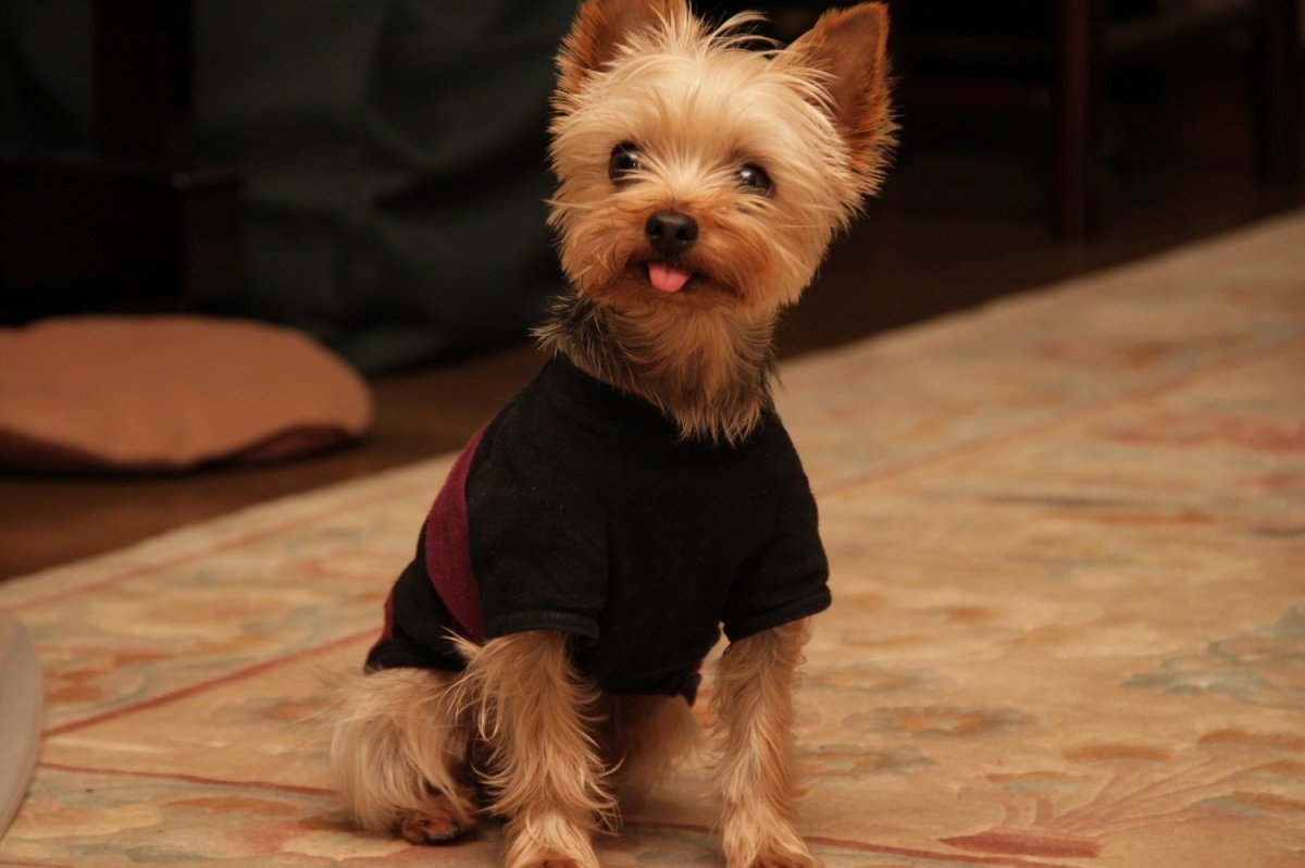 Йекштерьерский терьер