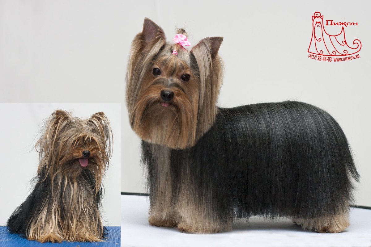 Норфолк-терьер (Норфолкский терьер)