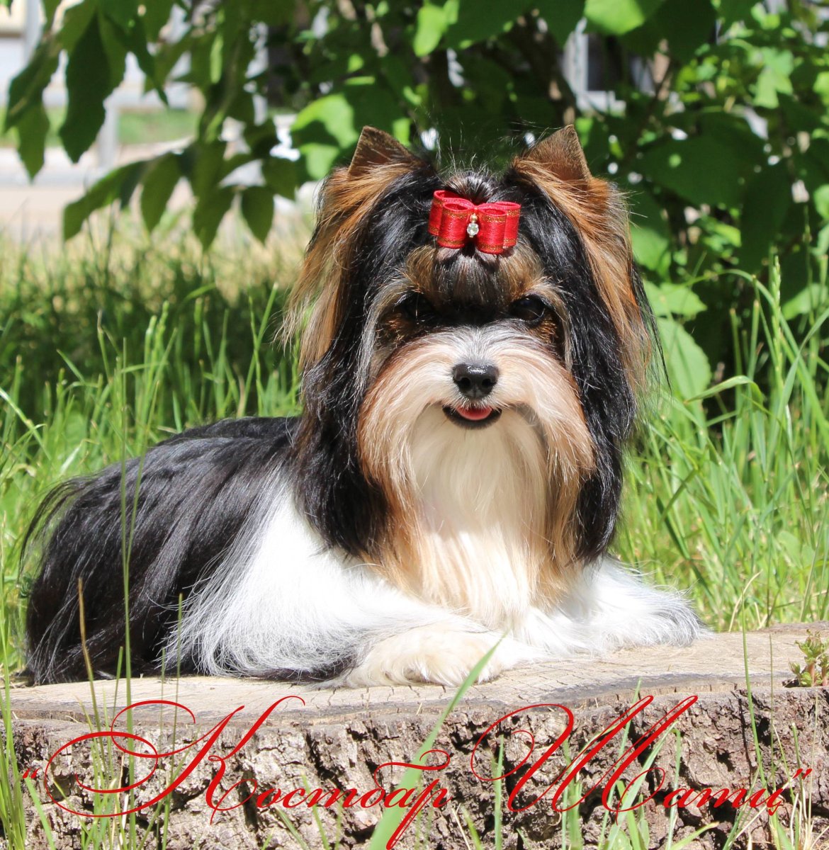 Австралийский Йоркширский терьер