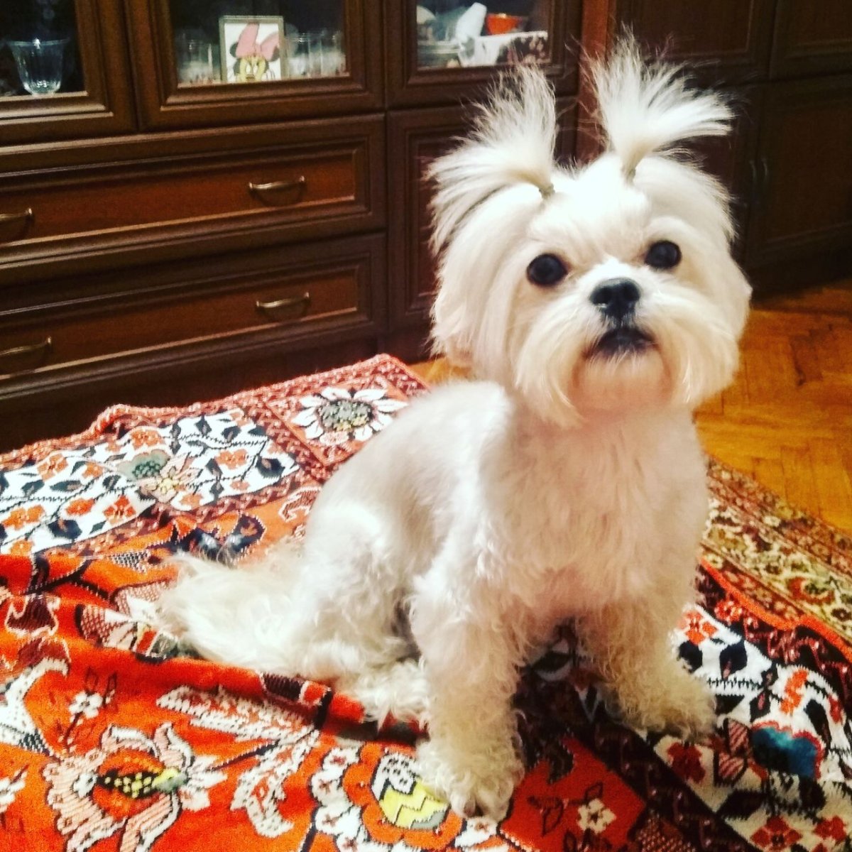 Басенджи маленькие