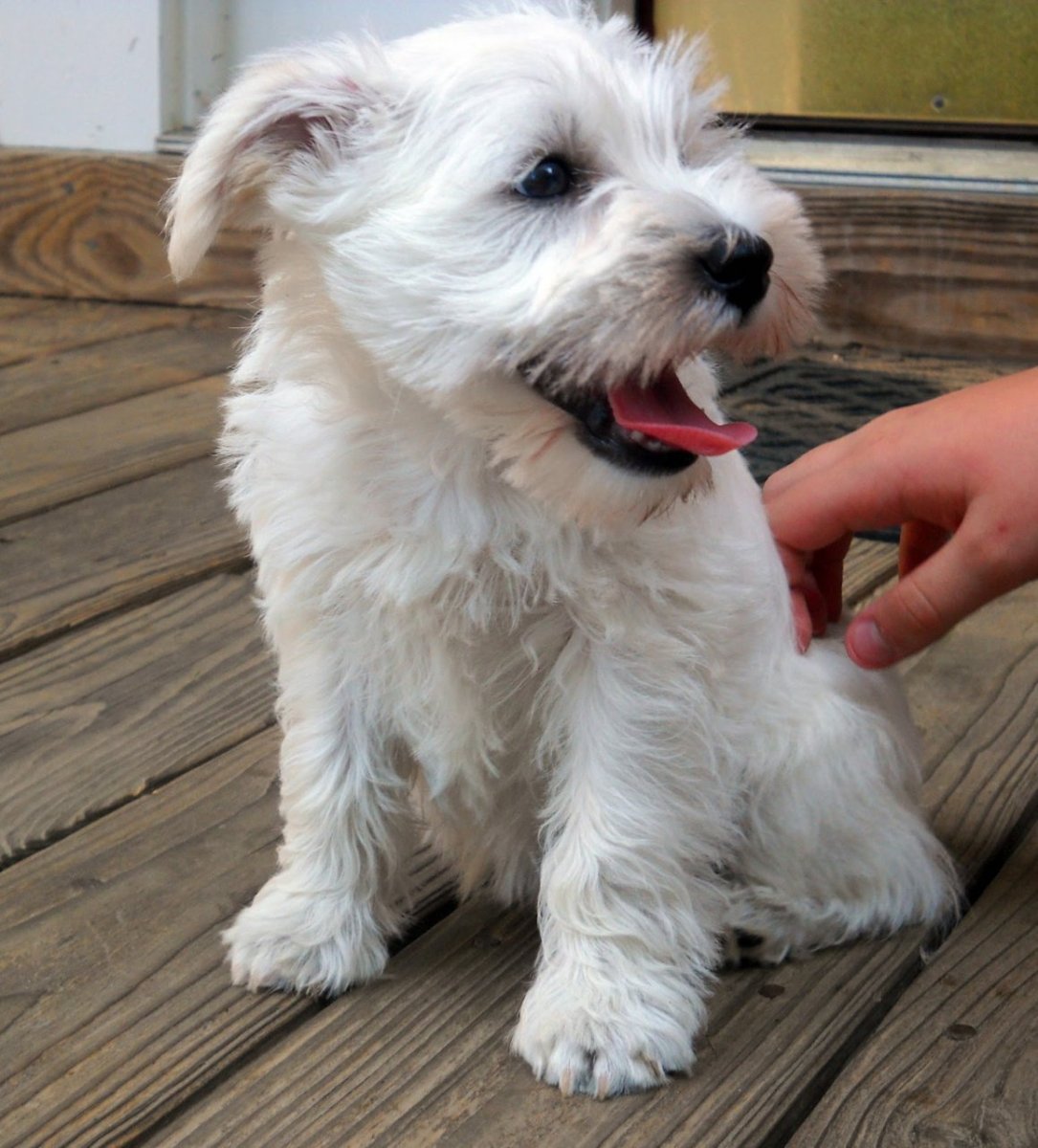 Собака без шерсти