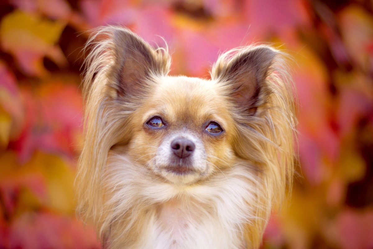 Йоркширский терьер нерасчесаый