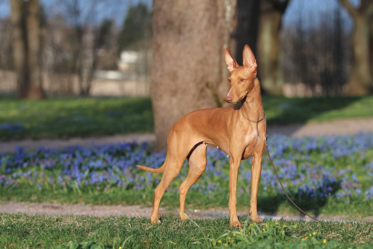 Терьер Йоркширский Малошерстный