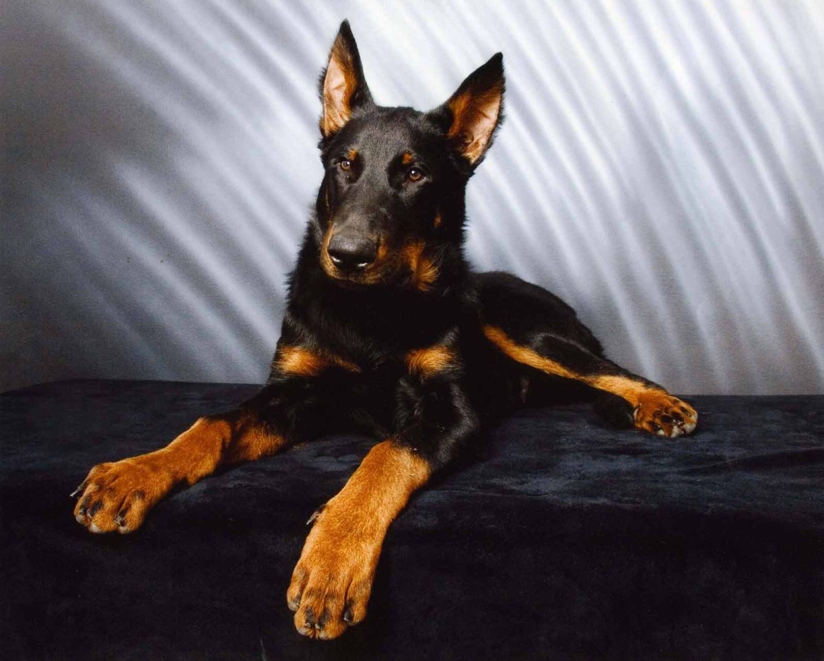 Йорк на белом фоне