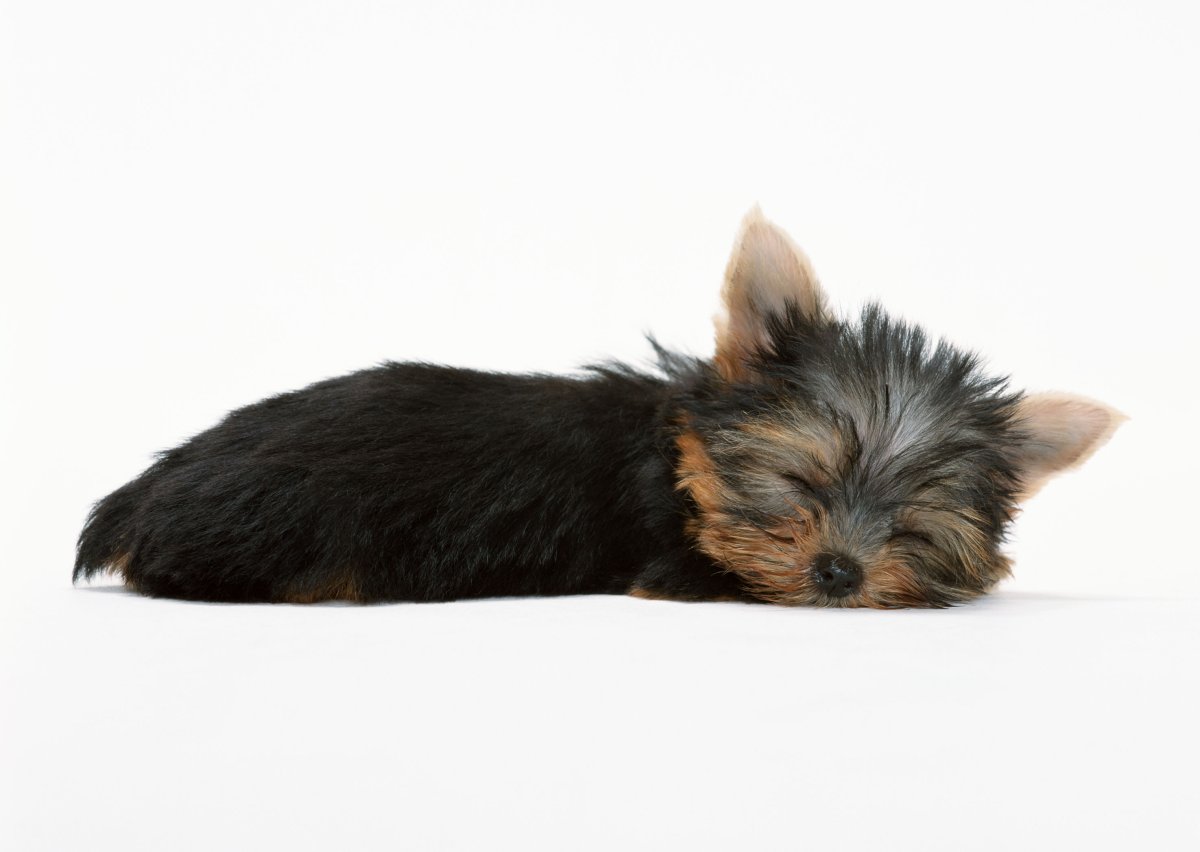 Собачка из линялой шерсти