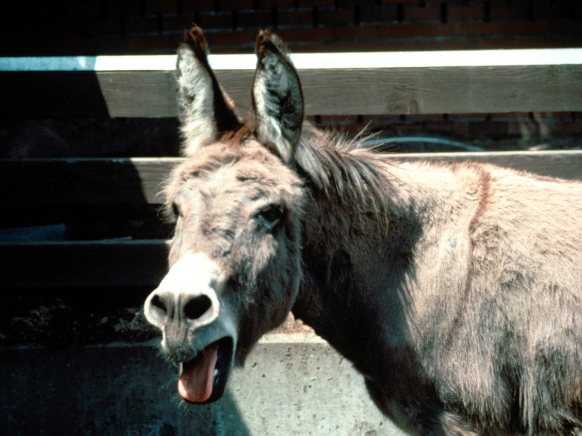 Буриданов осел