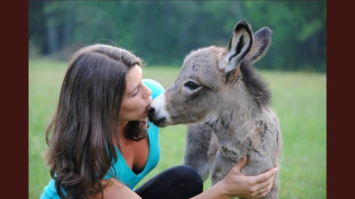 Веселые люди и животные