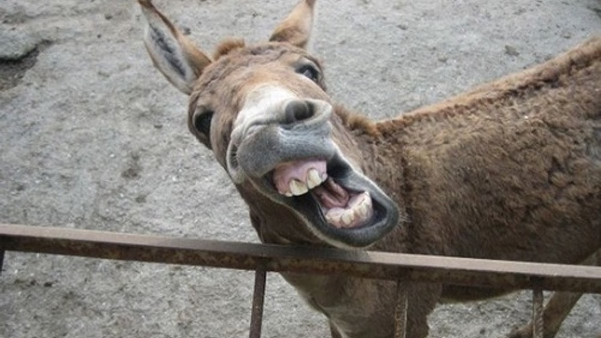 Осел целуется с креветкой