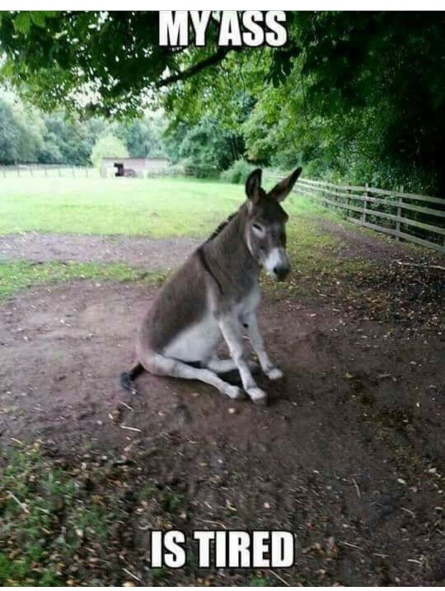 Осел кричит