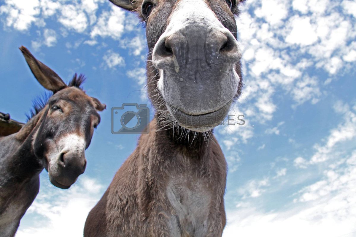 Карликовый осел