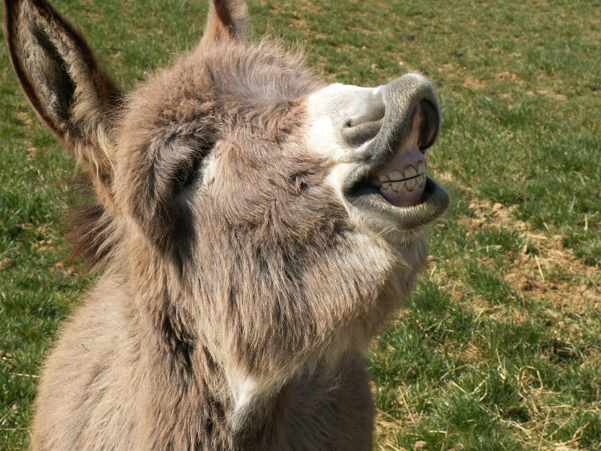 Осёл с открытам ртом