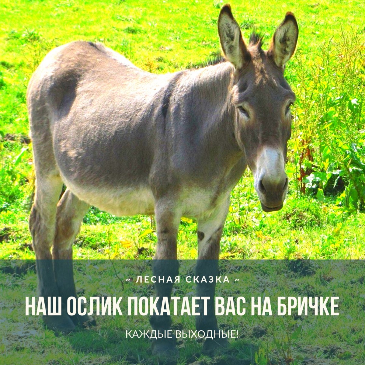 Ослик картинка для детей