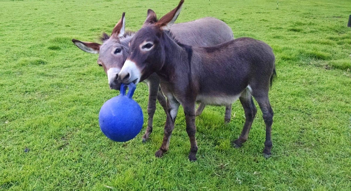 Индус на осле